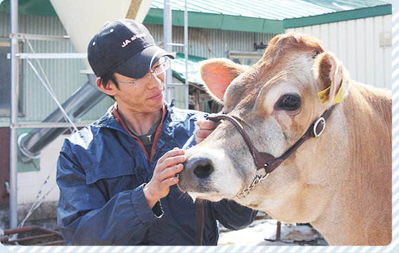 髙田牧場では、たくさんの愛情を注いで牛たちを育てています。