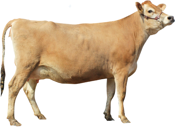 非遺伝子組み換えのエサで育てられたジャージー牛