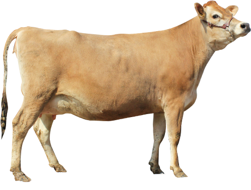 非遺伝子組み換えのエサで育てられたジャージー牛