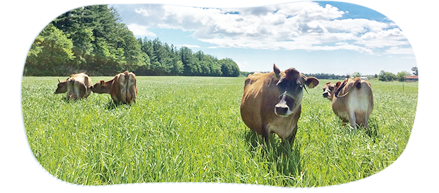 健康で良質な牛乳を生産する、髙田牧場のNON-GMO給餌ジャージー牛
